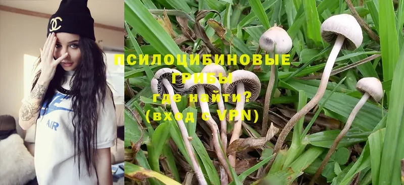 где найти   Алексин  Псилоцибиновые грибы Psilocybine cubensis 